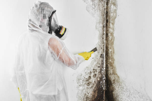 Best Local Mold Removal Service  in Baxley, GA