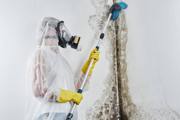 Professional Mold Removal in Baxley, GA