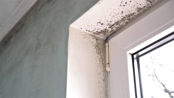 Best Mold Removal Company Near Me  in Baxley, GA
