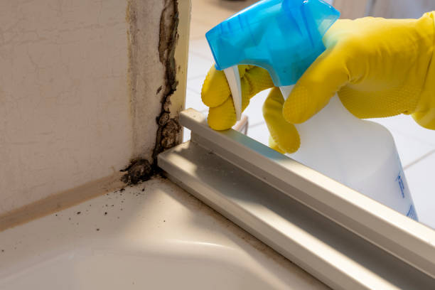 Certified Mold Removal in Baxley, GA
