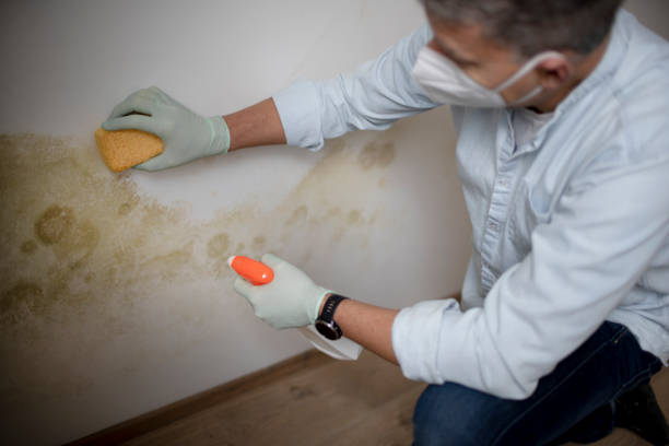 Best Toxic Mold Removal  in Baxley, GA