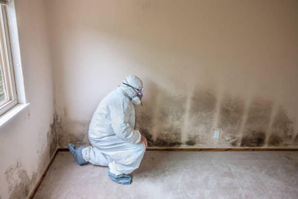Best Commercial Mold Removal  in Baxley, GA